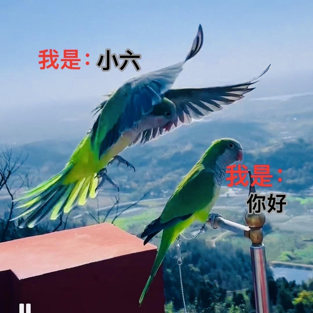 你好 小六🦜
