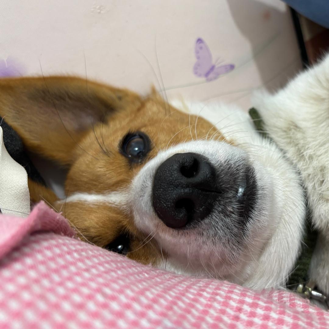 玩具熊…