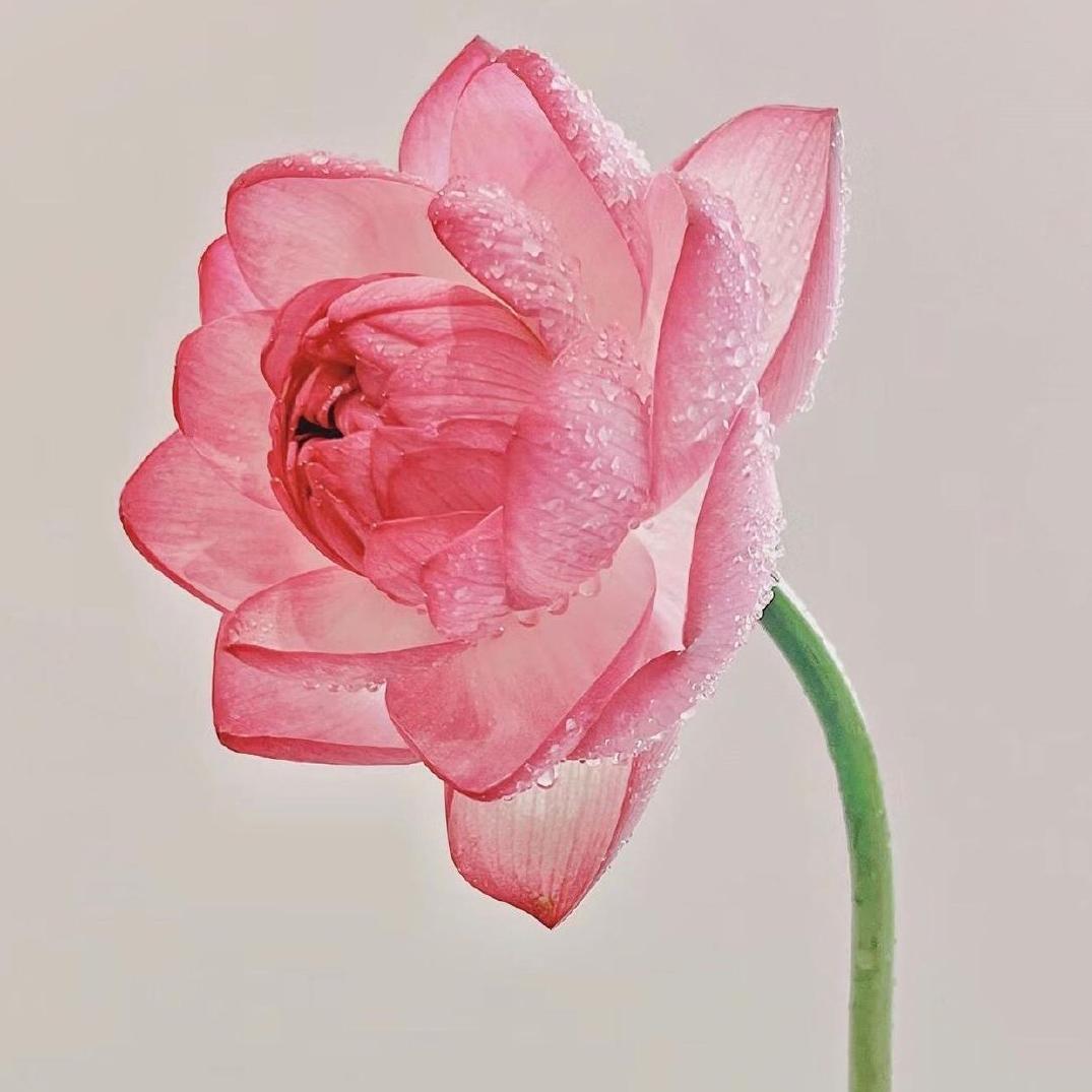 头花🌸妹仔