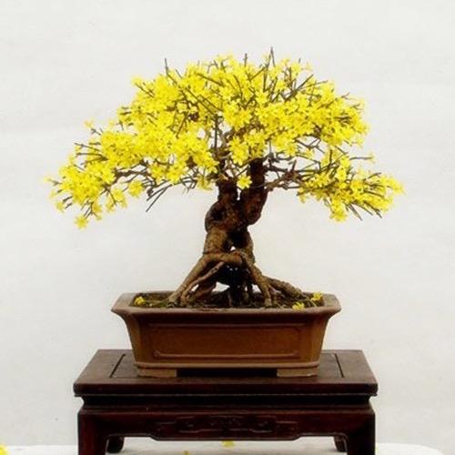 锦硕花卉