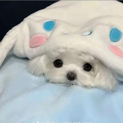 倩儿🐰