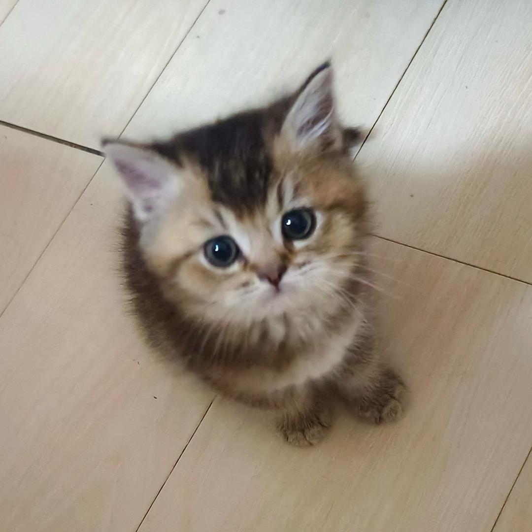 🍤🍣
