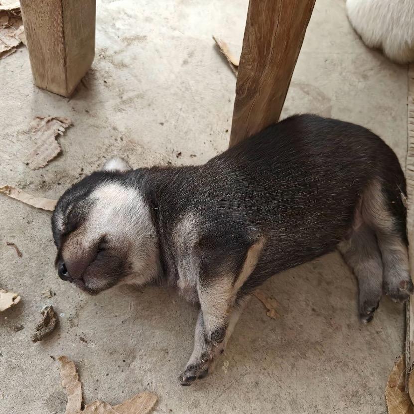 狗王