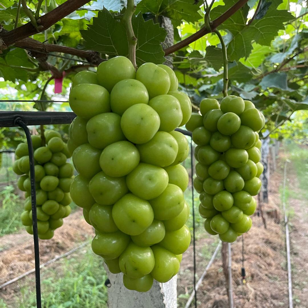 张伏希自家水果优品店