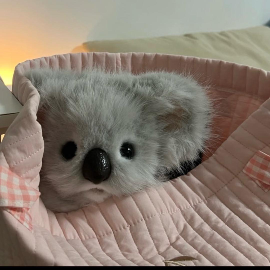 小考拉