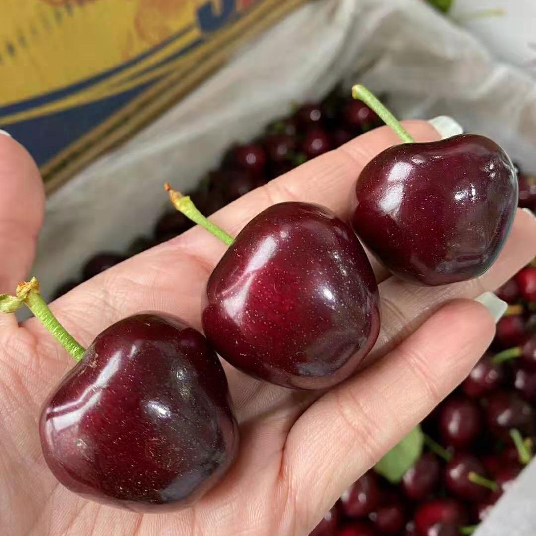 大连樱桃