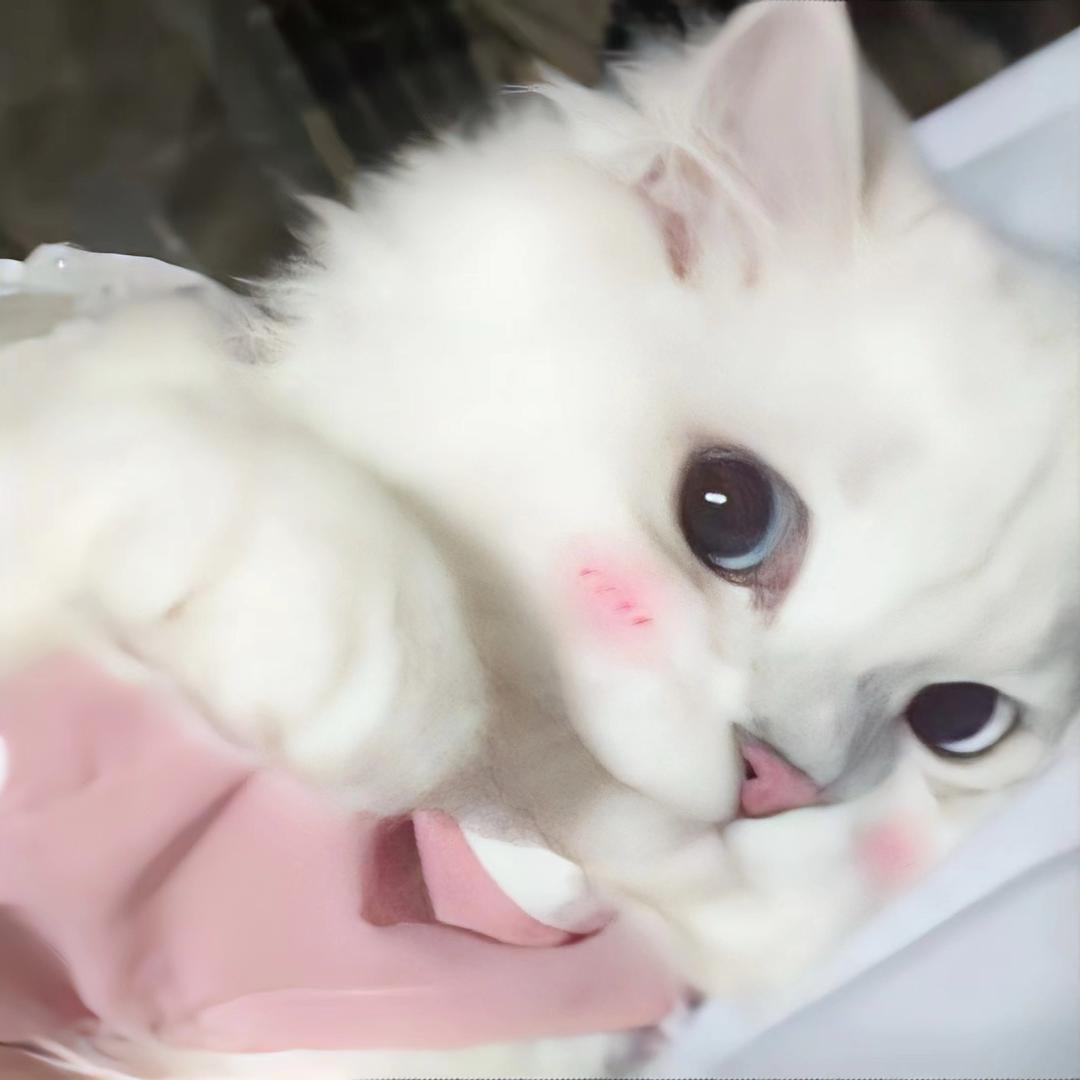 小乖