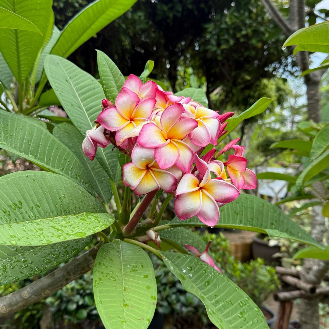鲜果搭档