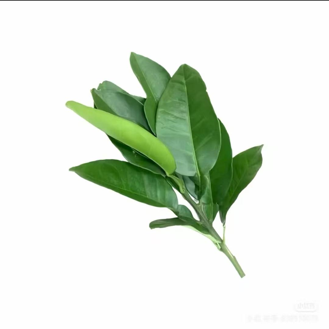 绝望的社畜（求世界善待
