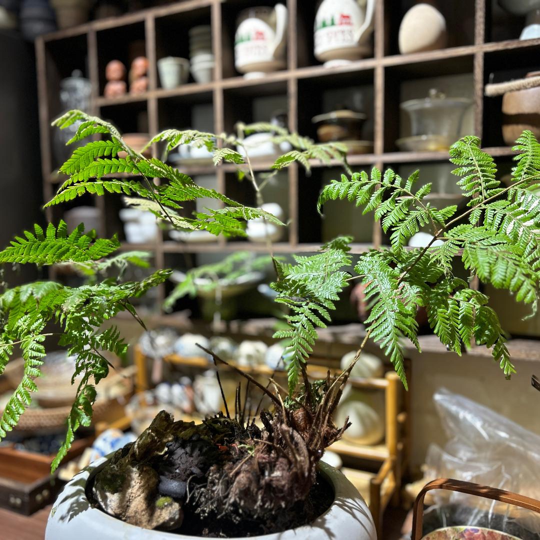 苼佸（shenghuo）合院·南院茶屋