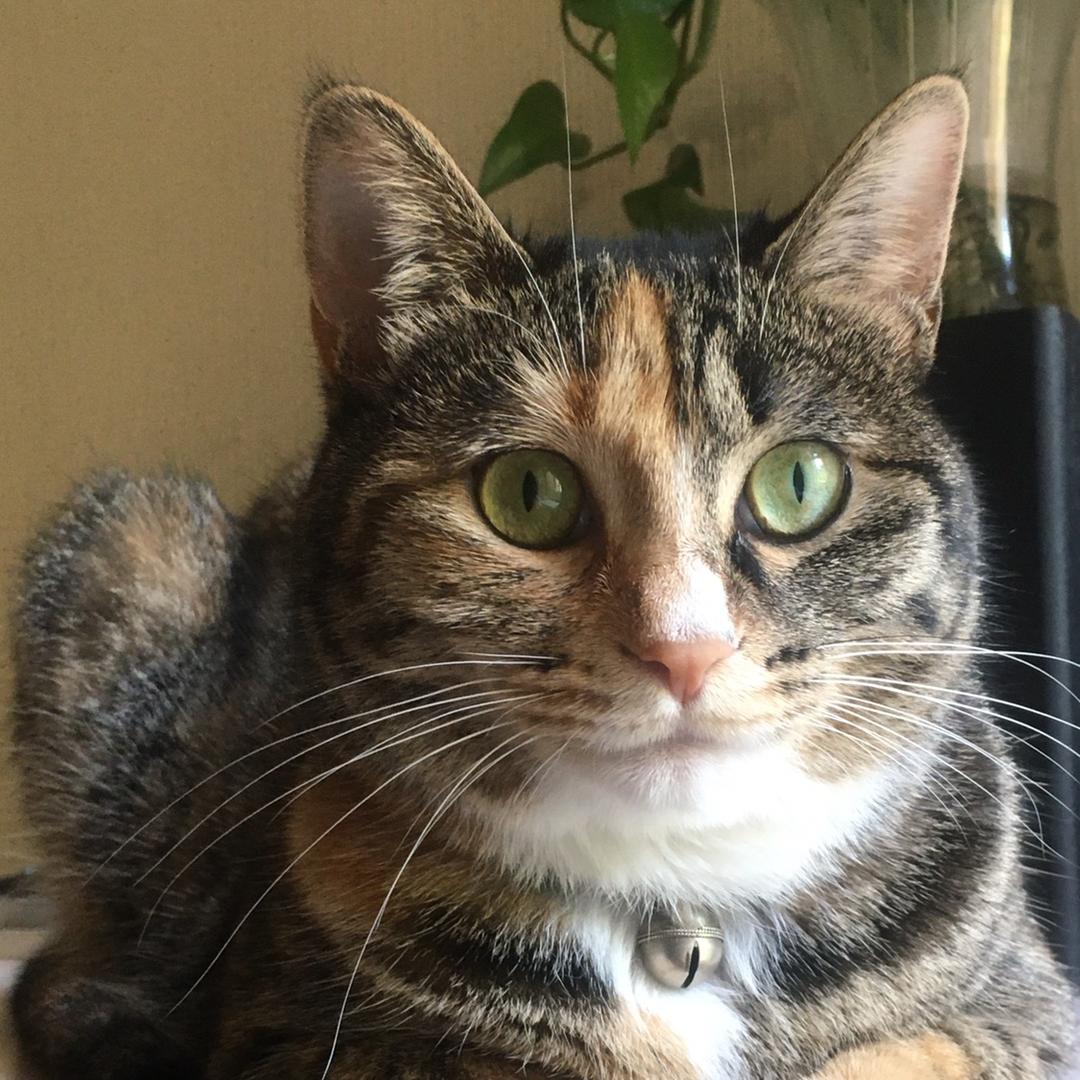 萸墓手迹diy体验