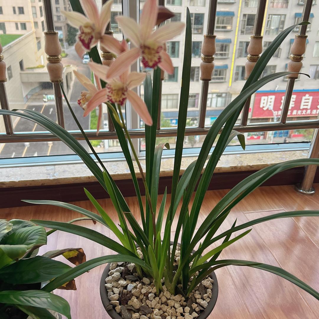 燕子