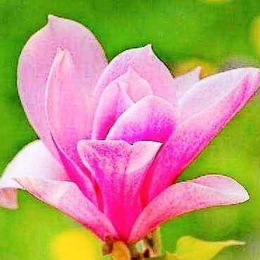 玉兰花