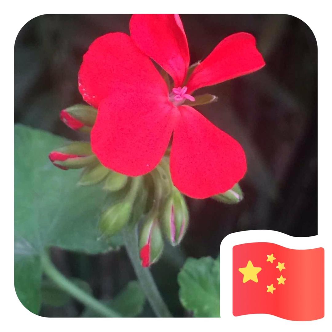 茶大姐