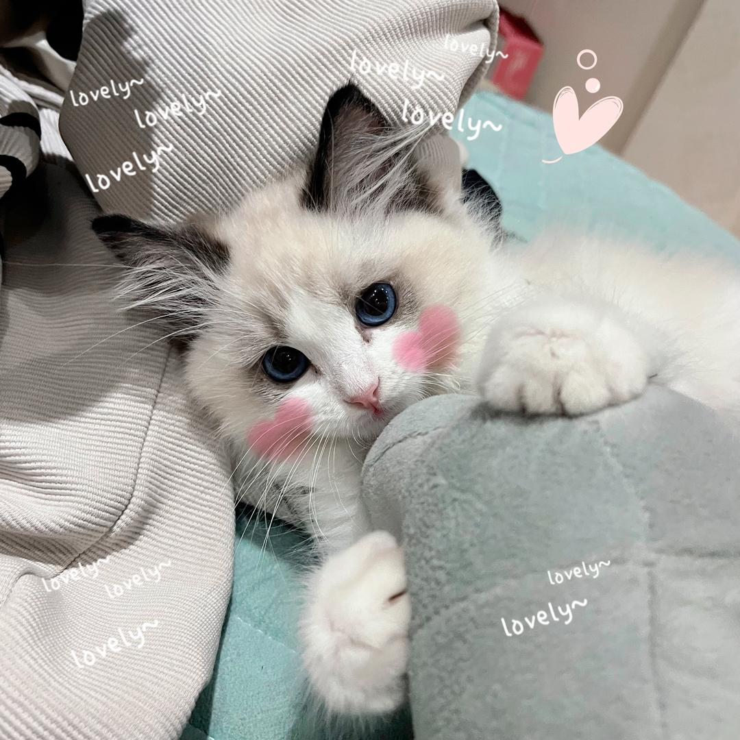 顾青