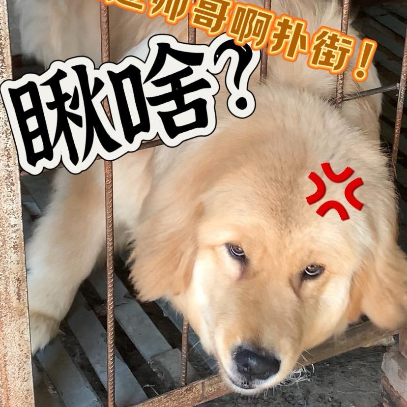 🌈金毛大壮吃遍定州🥹