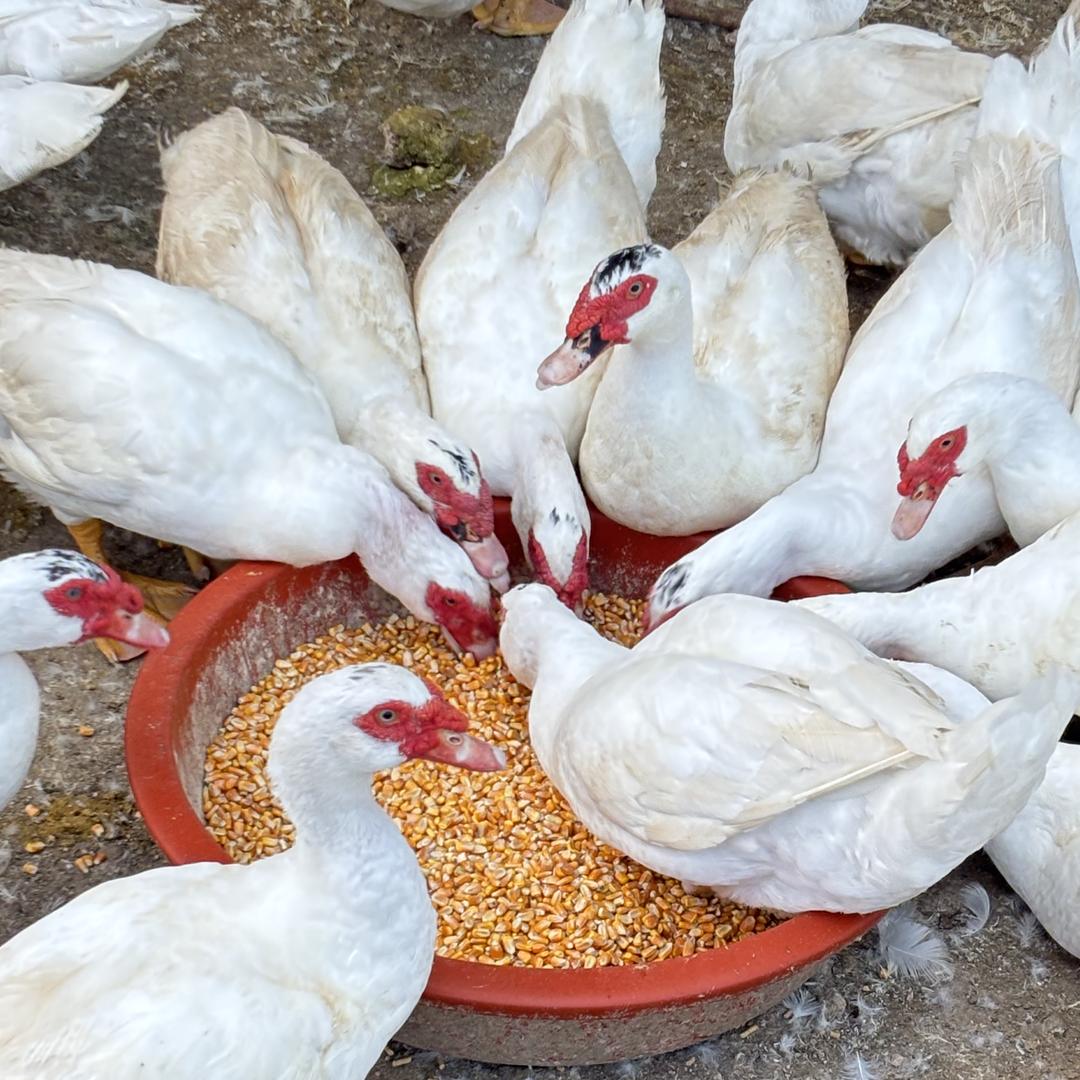 陈李星山里散养溪水鸭