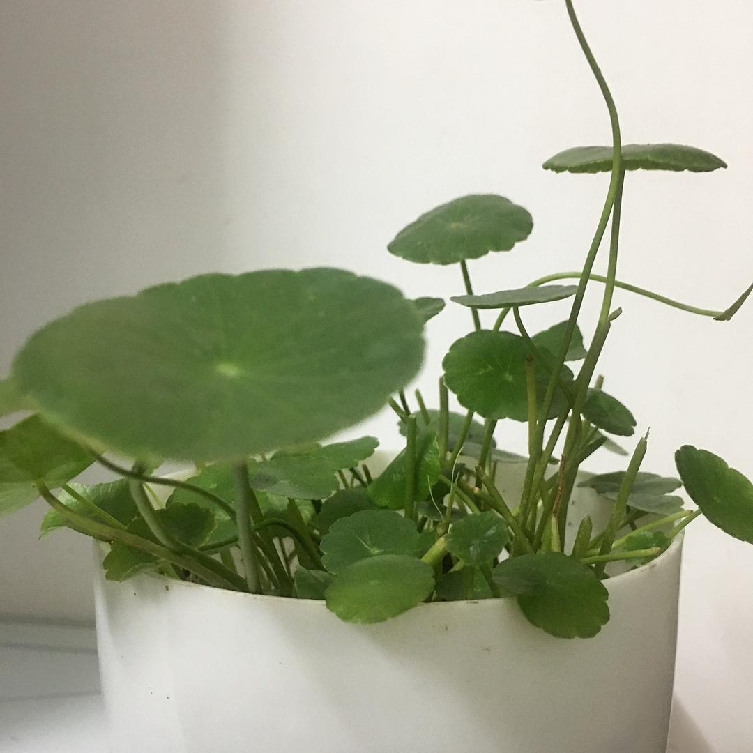 恬恬168