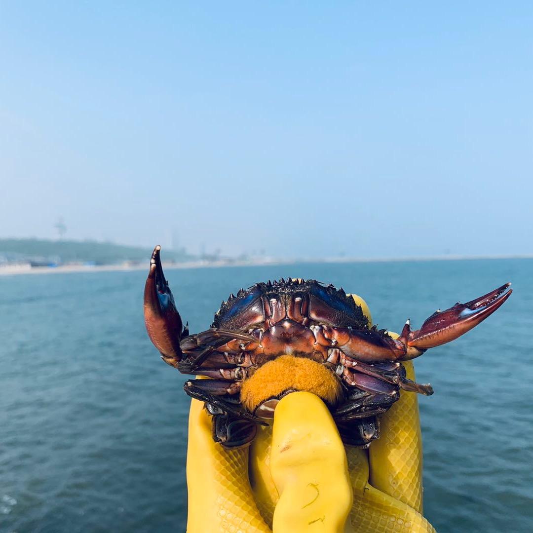 东戴河蔚蓝海渔家院