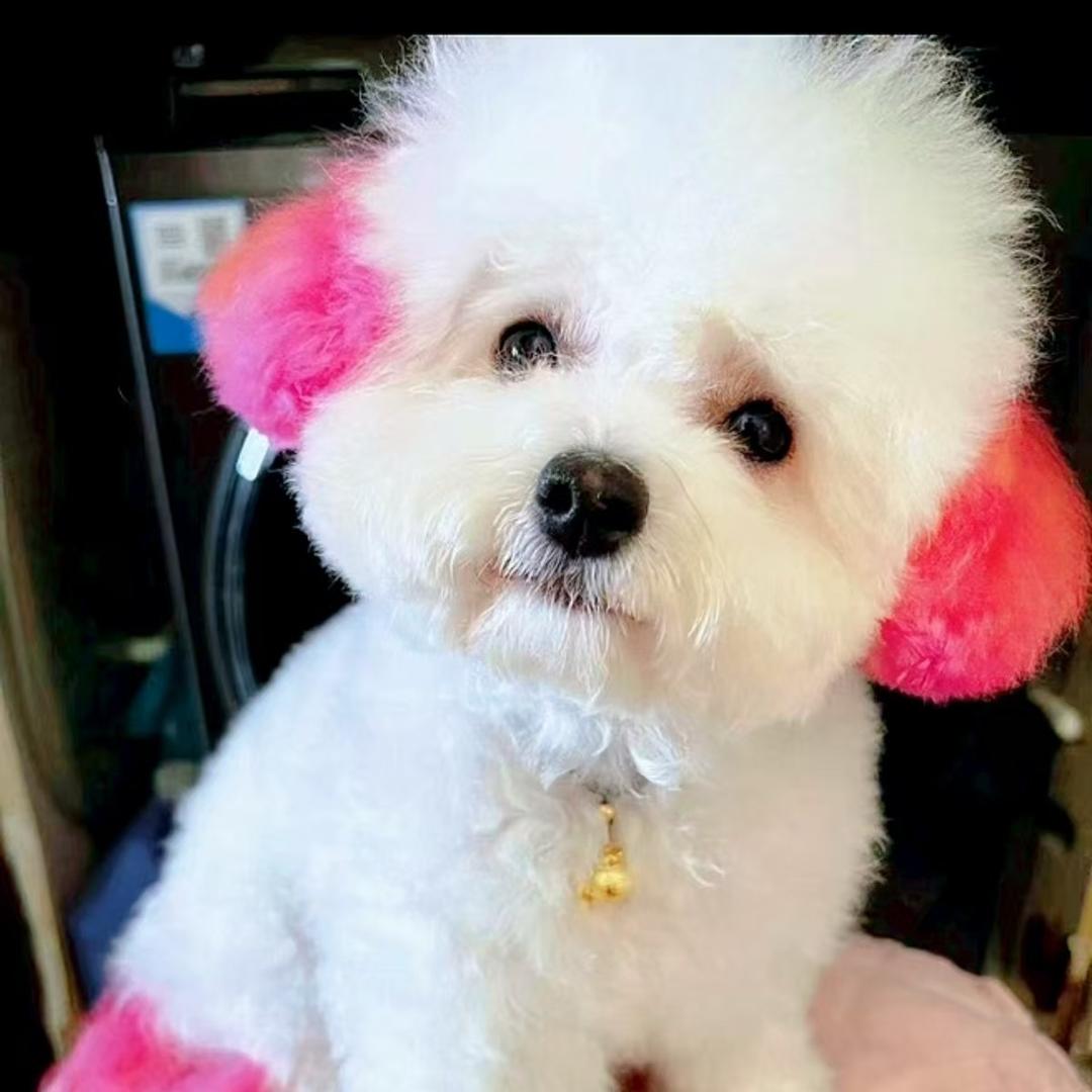 我的名字叫汤圆