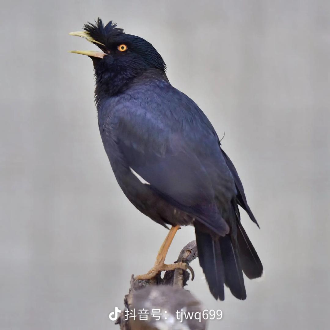 蒋蒋的宠物小店