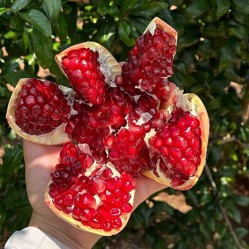 四川突尼斯软籽石榴产地直发