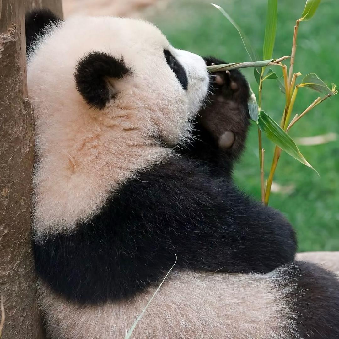 弄弄