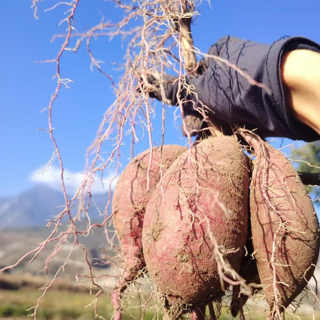 大具红薯小鑫ᩚ 鑫ᩚ吖ᐝ