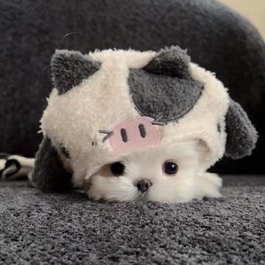 舒适圈🍩