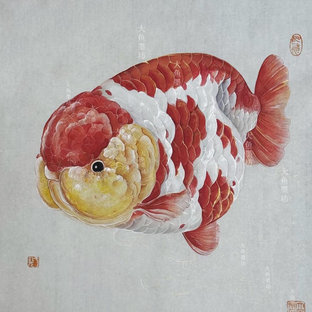乐妞观赏鱼坊