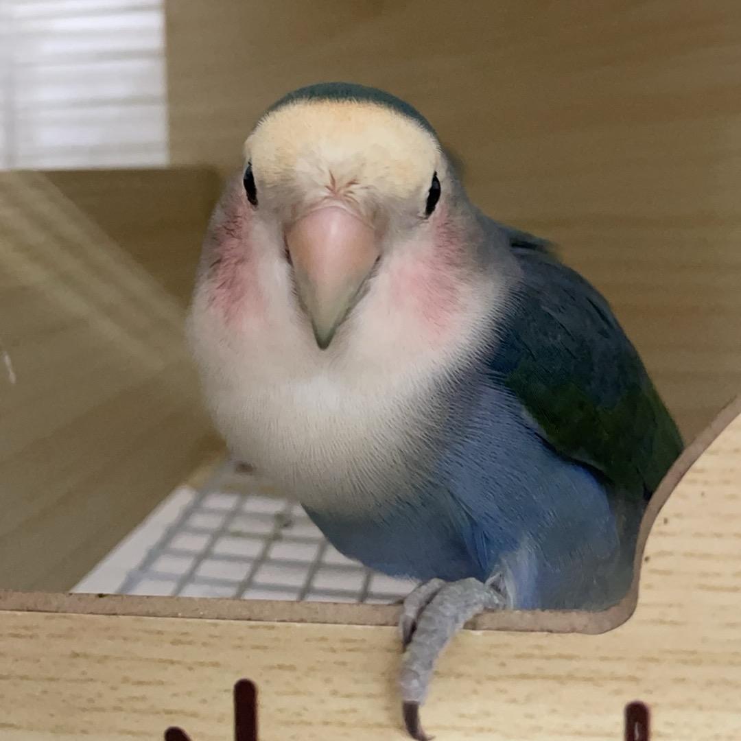 柠檬崽🦜