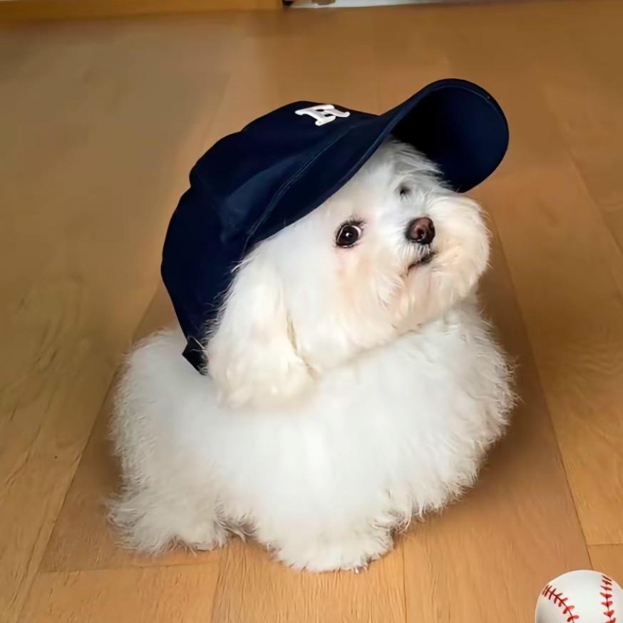 小懒大王🐕