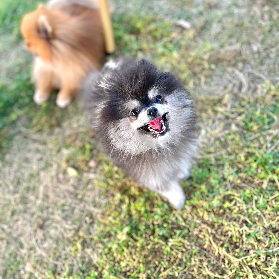 嘿嘿嘿是只阿拉斯加🐶（爱抽黑利群）