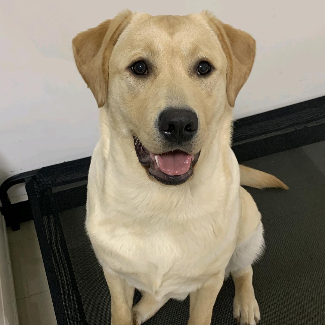 肉肉说了算🐶@抖音