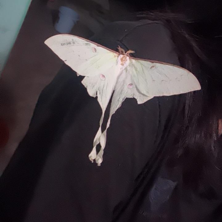 痴情的妖啊。