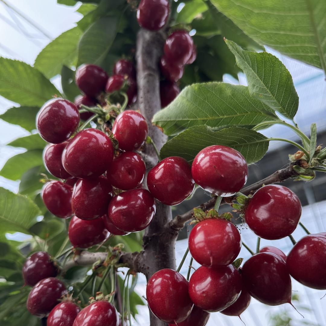 甜园大樱桃-新品种
