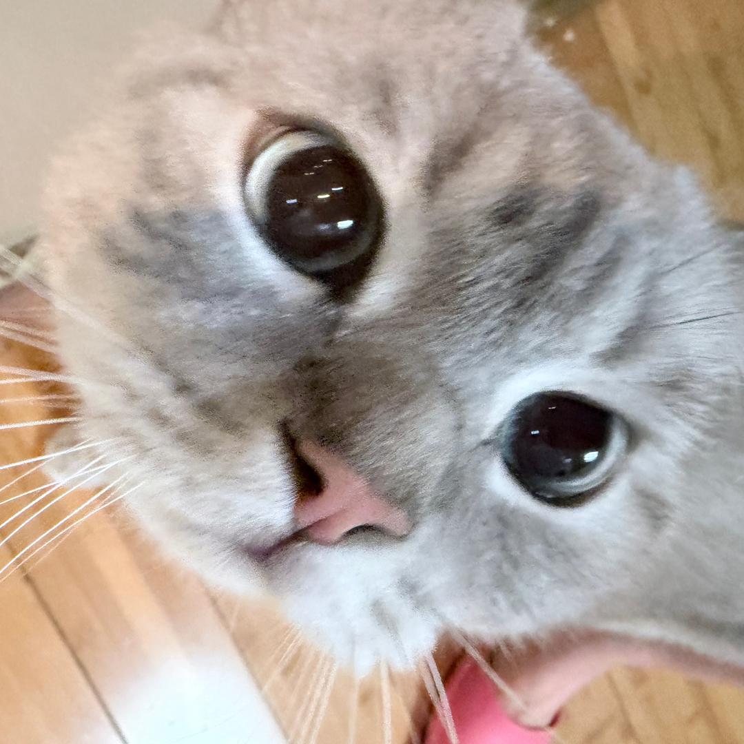 M傲娇的蛋黄酥♒