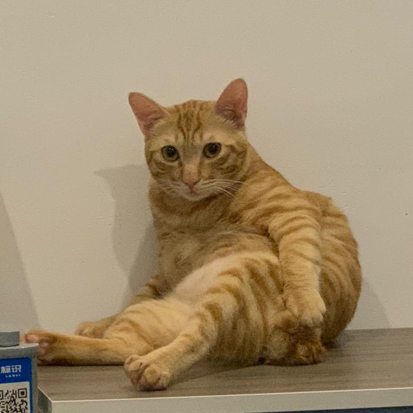 是橙汁和小花呐