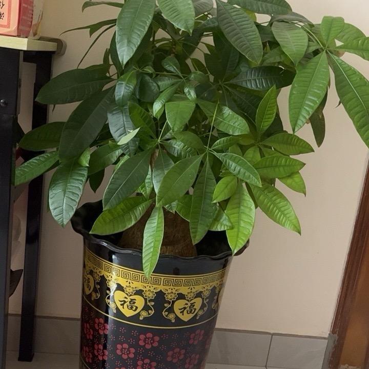 潮汕淑