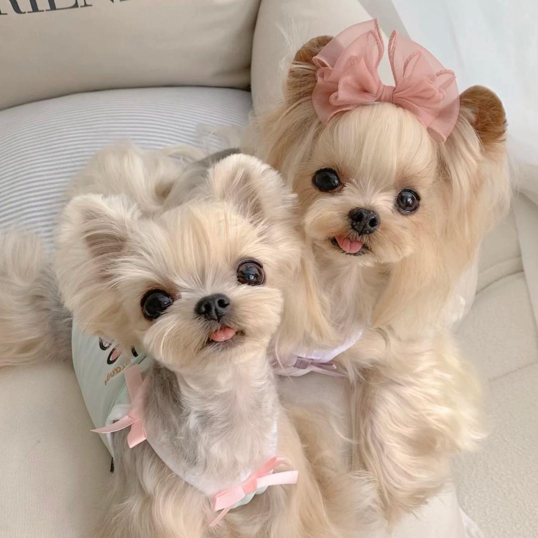 甜宠宠物冻干零食