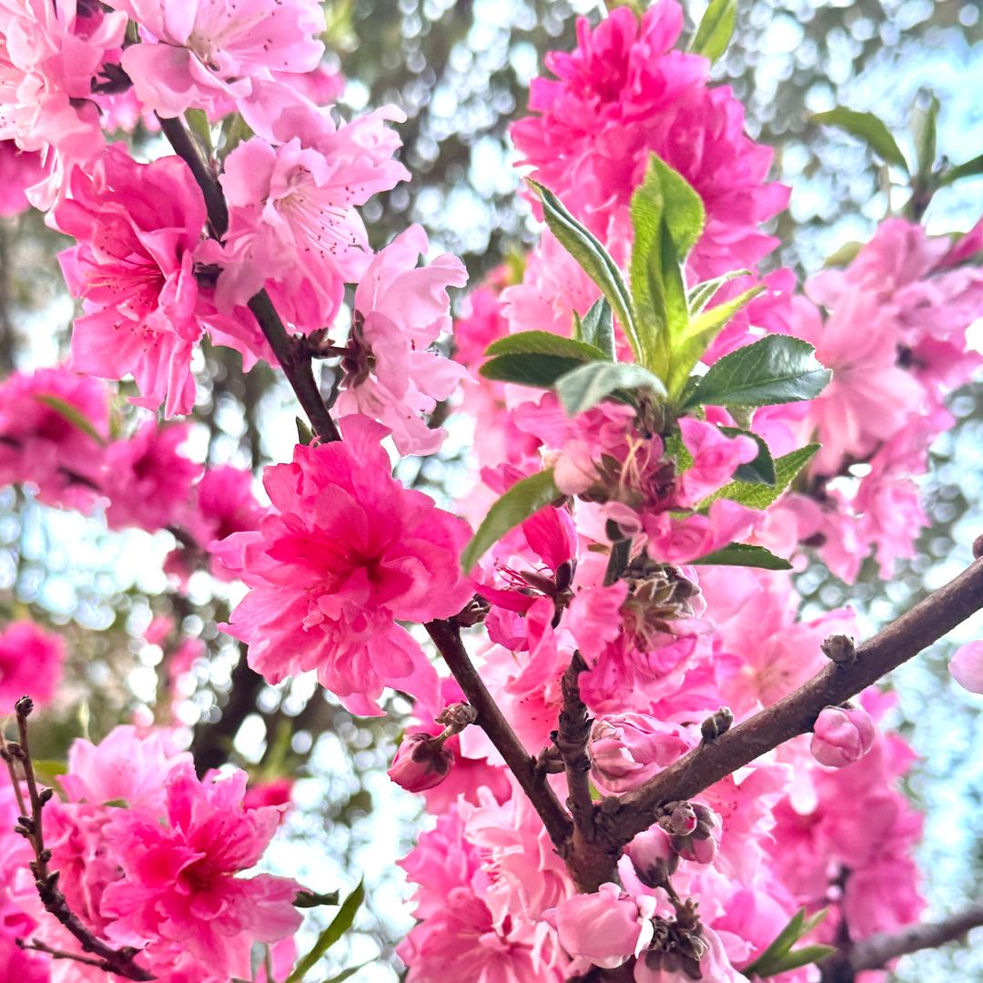 🌹明天会更好