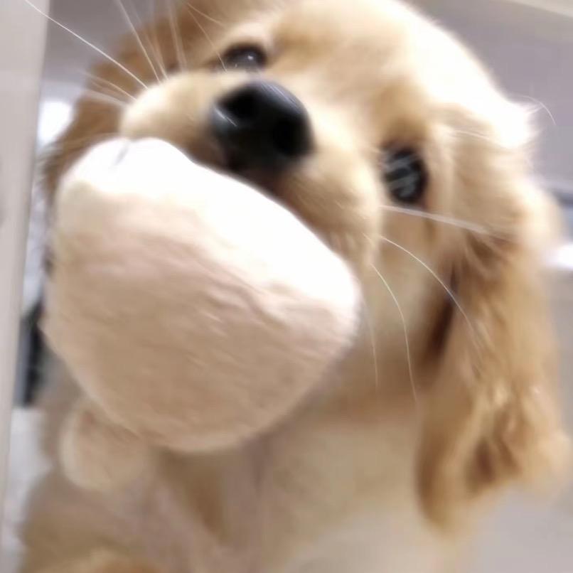 崔艮艮·