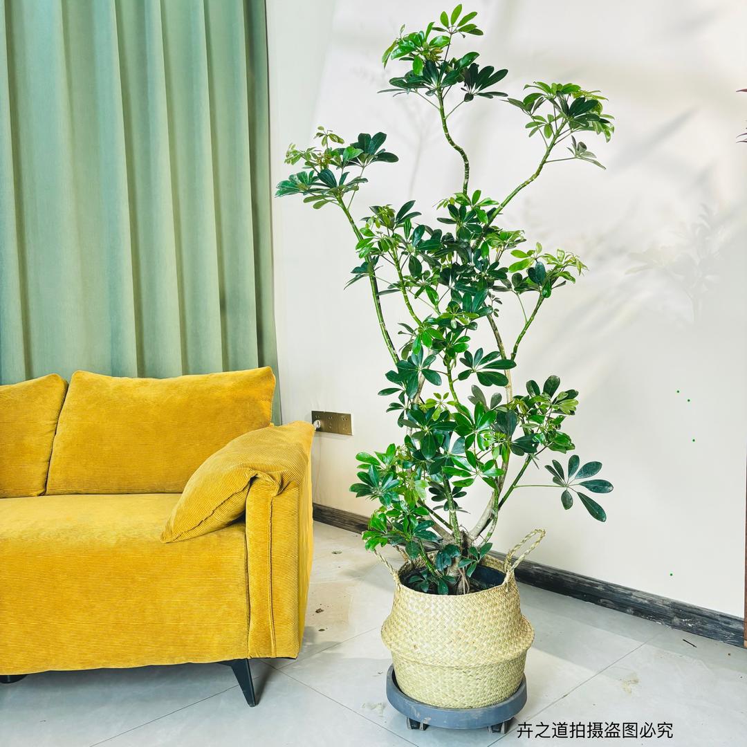 花之艺