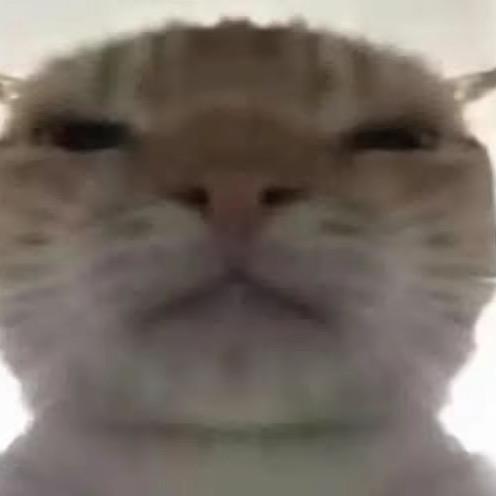 小小怪
