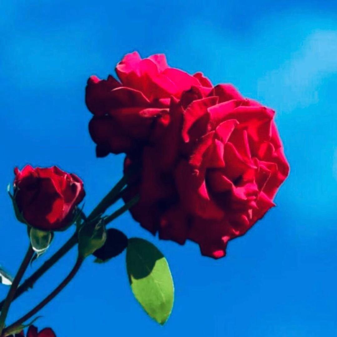 秋叶黄🍂🌺原创视频(橱窗有好货)