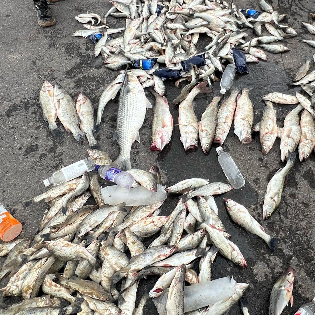 非常奈斯（鱼情暴躁）