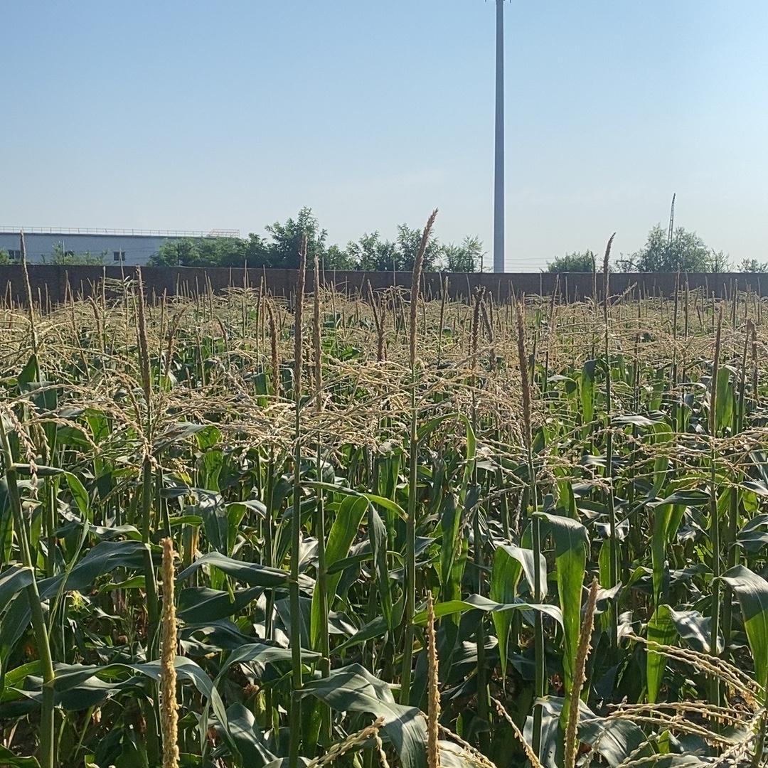 天津蓟县农产品优选