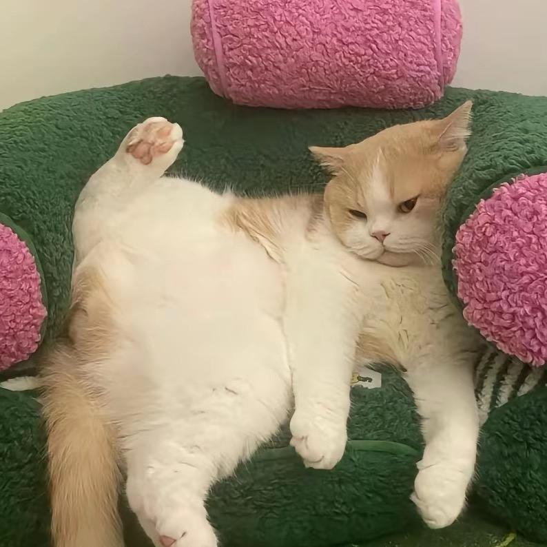 aab美式烧鸡批发