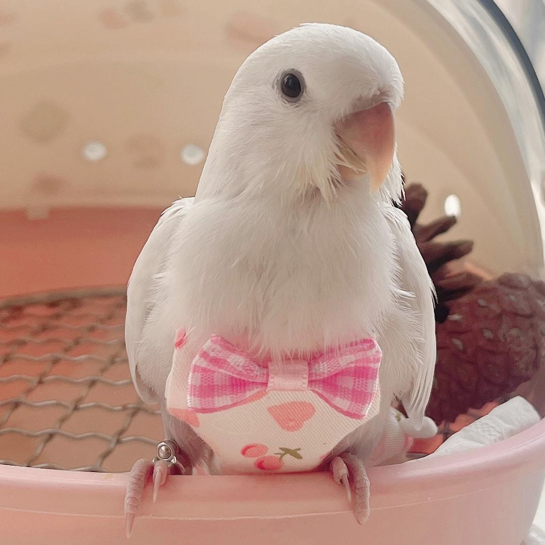 糖宝🦜