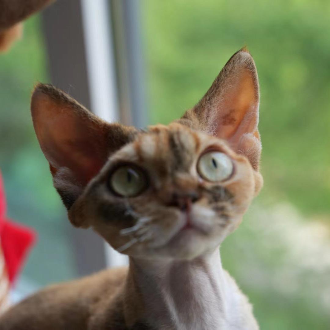 大雄的德文卷毛猫